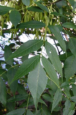 Fraxinus pennsylvanica \ Grn-Esche, Rot-Esche / Green Ash, D Mannheim 20.7.2015