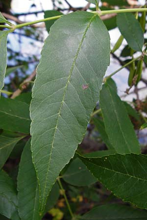 Fraxinus pennsylvanica \ Grn-Esche, Rot-Esche / Green Ash, D Mannheim 20.7.2015