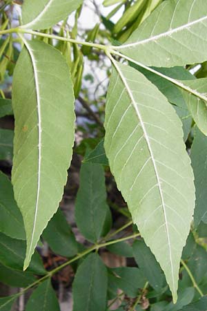 Fraxinus pennsylvanica \ Grn-Esche, Rot-Esche / Green Ash, D Mannheim 20.7.2015