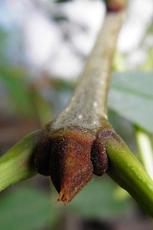 Fraxinus pennsylvanica \ Grn-Esche, Rot-Esche / Green Ash, D Mannheim 20.7.2015