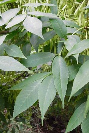 Fraxinus pennsylvanica \ Grn-Esche, Rot-Esche / Green Ash, D Mannheim 20.7.2015