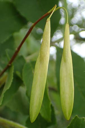 Fraxinus pennsylvanica \ Grn-Esche, Rot-Esche / Green Ash, D Zwingenberg am Neckar 8.9.2015