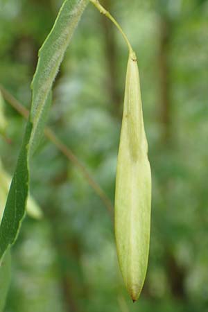 Fraxinus pennsylvanica \ Grn-Esche, Rot-Esche / Green Ash, D Zwingenberg am Neckar 8.9.2015