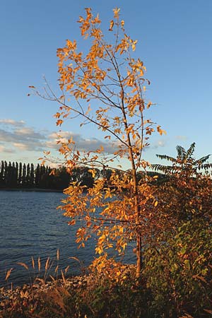 Fraxinus pennsylvanica \ Grn-Esche, Rot-Esche / Green Ash, D Biblis 28.9.2015