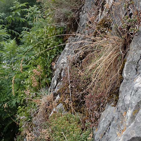Festuca pallens \ Bleicher Schwingel, Bleich-Schwingel / Pale Fescue, D Istein 22.7.2017