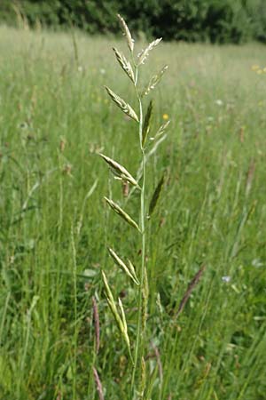Festuca pratensis \ Wiesen-Schwingel / Meadow Fescue, D Eberbach 11.5.2018