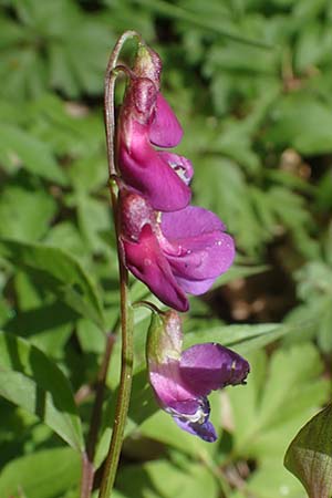 Lathyrus vernus \ Frhlings-Platterbse / Spring Pea, D Königheim 3.5.2021