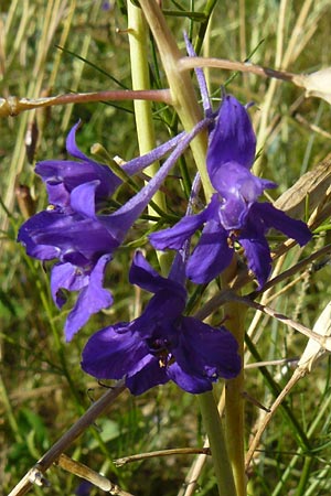 Delphinium consolida subsp. consolida \ Feld-Rittersporn / Forking Larkspur, D Mühlacker-Großglattbach 6.7.2015