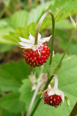 Fragaria vesca \ Wald-Erdbeere, D Östringen-Eichelberg 8.6.2015