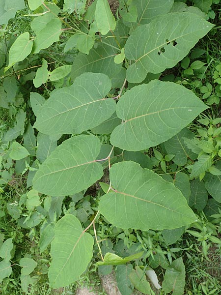 Fallopia sachalinensis \ Sachalin-Stauden-Knterich / Giant Knodweed, D Heidelberg 29.7.2016