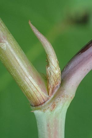 Fallopia sachalinensis \ Sachalin-Stauden-Knterich / Giant Knodweed, D Heidelberg 29.7.2016