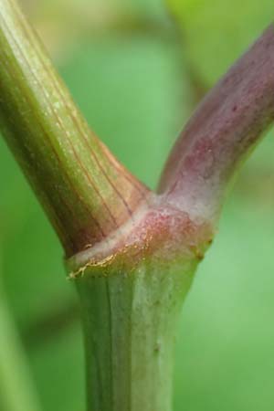 Fallopia sachalinensis \ Sachalin-Stauden-Knterich / Giant Knodweed, D Heidelberg 29.7.2016