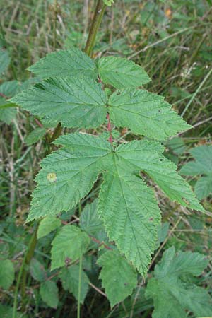 Filipendula ulmaria \ Echtes Mdes / Meadowsweet, D Odenwald, Unterflockenbach 9.7.2007