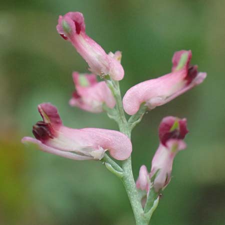 Fumaria wirtgenii \ Wirtgens Erdrauch / Wirtgen's Fumitory, D Bürstadt 30.9.2016