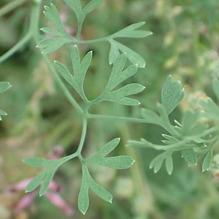 Fumaria wirtgenii \ Wirtgens Erdrauch / Wirtgen's Fumitory, D Bürstadt 30.9.2016