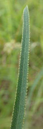 Falcaria vulgaris \ Sicheldolde / Longleaf, D Grünstadt-Asselheim 19.6.2018