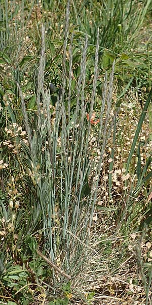 Festuca valesiaca \ Walliser Schwingel / Valais Fescue, D Grünstadt-Asselheim 26.4.2020