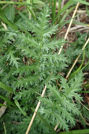 Filipendula vulgaris \ Knolliges Mdes, D Neuleiningen 25.5.2020