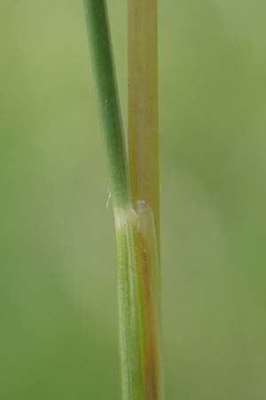 Festuca valesiaca \ Walliser Schwingel / Valais Fescue, D Grünstadt-Asselheim 25.5.2020
