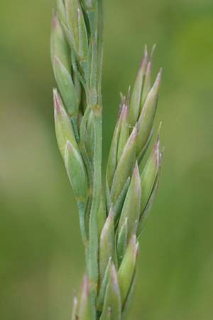 Festuca valesiaca \ Walliser Schwingel / Valais Fescue, D Grünstadt-Asselheim 25.5.2020