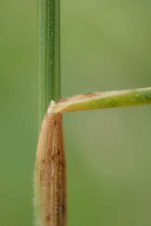 Festuca valesiaca \ Walliser Schwingel / Valais Fescue, D Grünstadt-Asselheim 25.5.2020
