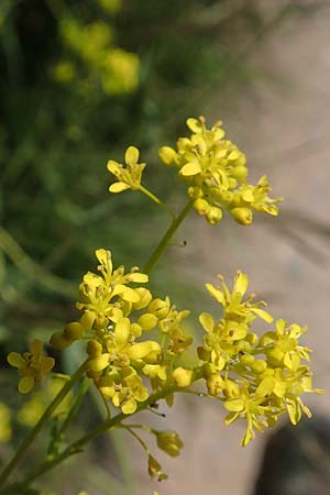 Isatis tinctoria \ Frber-Waid / Woad, D Tübingen 7.5.2016