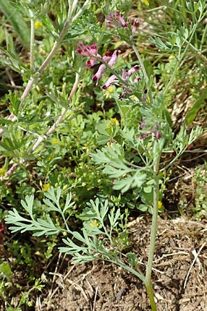 Fumaria officinalis subsp. wirtgenii \ Wirtgens Erdrauch / Wirtgen's Fumitory, D Hirschberg 13.5.2017