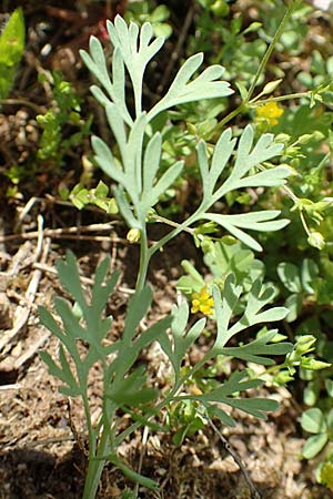 Fumaria officinalis subsp. wirtgenii \ Wirtgens Erdrauch / Wirtgen's Fumitory, D Hirschberg 13.5.2017