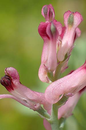 Fumaria officinalis subsp. wirtgenii \ Wirtgens Erdrauch / Wirtgen's Fumitory, D Hirschberg 13.5.2017