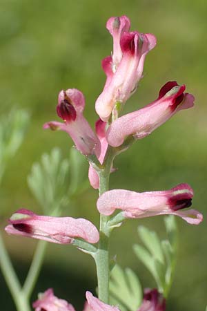 Fumaria officinalis subsp. wirtgenii \ Wirtgens Erdrauch / Wirtgen's Fumitory, D Hirschberg 13.5.2017