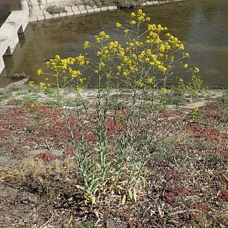 Isatis tinctoria \ Frber-Waid / Woad, D Xanten 24.4.2019