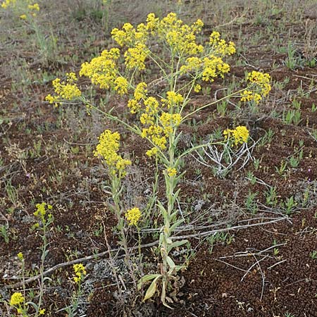 Isatis tinctoria \ Frber-Waid / Woad, D Mannheim 13.5.2021