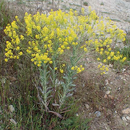 Isatis tinctoria \ Frber-Waid / Woad, D Mannheim 13.5.2021