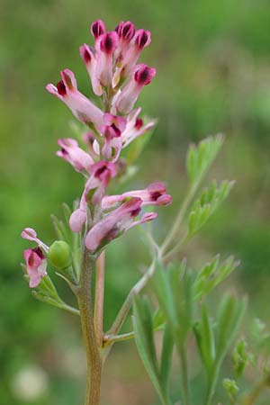 Fumaria officinalis subsp. wirtgenii \ Wirtgens Erdrauch / Wirtgen's Fumitory, D Neuleiningen 15.5.2021