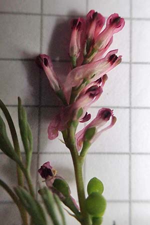 Fumaria officinalis subsp. wirtgenii \ Wirtgens Erdrauch / Wirtgen's Fumitory, D Neuleiningen 15.5.2021