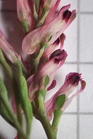 Fumaria officinalis subsp. wirtgenii \ Wirtgens Erdrauch / Wirtgen's Fumitory, D Neuleiningen 15.5.2021