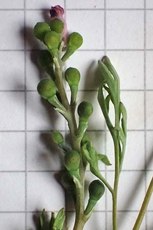 Fumaria officinalis subsp. wirtgenii \ Wirtgens Erdrauch / Wirtgen's Fumitory, D Neuleiningen 15.5.2021