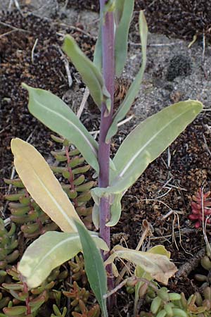 Isatis tinctoria \ Frber-Waid / Woad, D Mannheim 23.5.2021