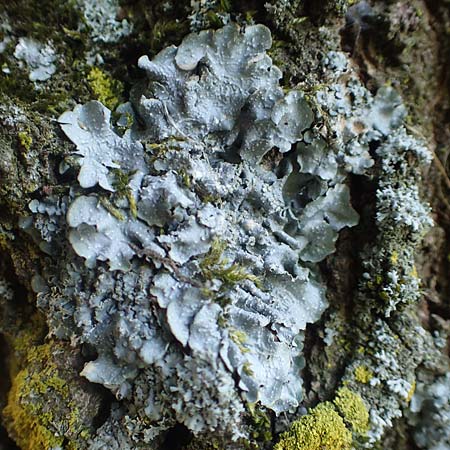 Flavoparmelia caperata ? \ Caperat-Schlsselflechte, D Übach-Palenberg 23.5.2018