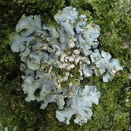 Flavoparmelia caperata ? \ Caperat-Schlsselflechte, D Übach-Palenberg 23.5.2018