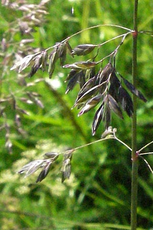 Poa alpina \ Alpen-Rispengras / Alpine Meadow Grass, D Schwarzwald/Black-Forest, Feldberg 24.6.2007