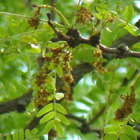 Gleditsia triacanthos \ Amerikanische Gleditschie, Lederhlsenbaum / Honey Locust, D Mannheim 7.6.2015