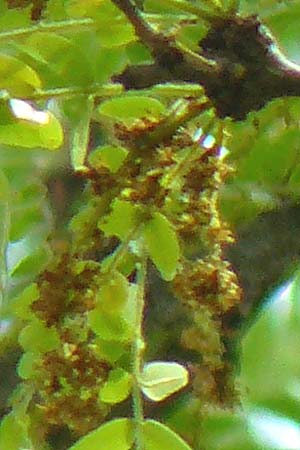 Gleditsia triacanthos \ Amerikanische Gleditschie, Lederhlsenbaum / Honey Locust, D Mannheim 7.6.2015