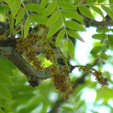 Gleditsia triacanthos \ Amerikanische Gleditschie, Lederhlsenbaum / Honey Locust, D Mannheim 7.6.2015