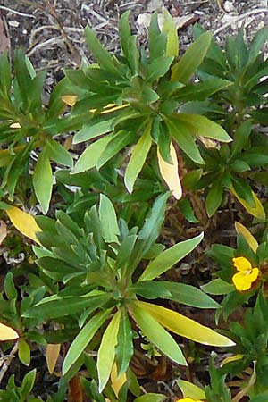Erysimum cheiri \ Goldlack / Wallflower, D Heidelberg, Schloss/Castle 3.4.2017