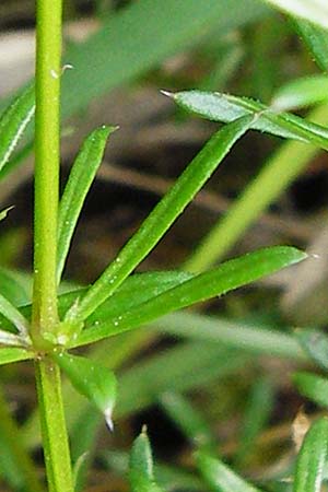 Galium pumilum \ Heide-Labkraut, Zierliches Labkraut / Slender Bedstraw, D Blaubeuren 2.6.2015