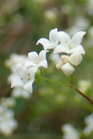 Galium uliginosum \ Moor-Labkraut / Fen Bedstraw, D Kleinwallstadt am Main 16.7.2016
