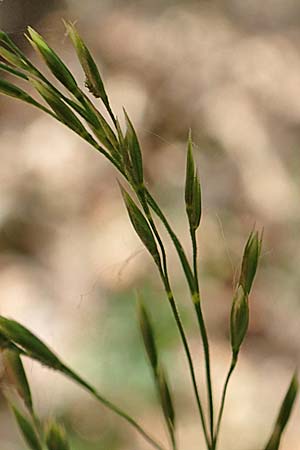 Poa nemoralis \ Hain-Rispengras / Wood Meadow Grass, D Neustadt an der Weinstraße 2.6.2019