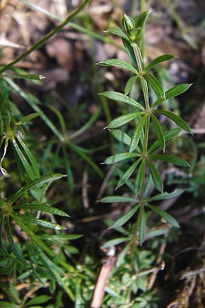 Galium pumilum \ Heide-Labkraut, Zierliches Labkraut / Slender Bedstraw, D Allmendingen 10.7.2015
