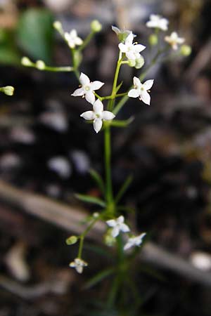 Galium pumilum \ Heide-Labkraut, Zierliches Labkraut / Slender Bedstraw, D Allmendingen 10.7.2015